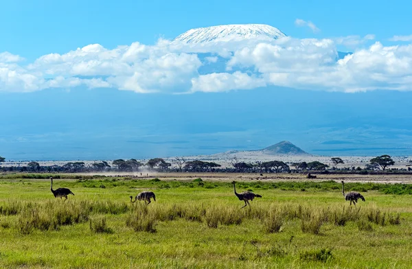 Ostriches Kilimanjaro — Stock Photo, Image