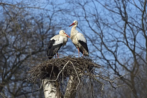 Cigogne blanche — Photo