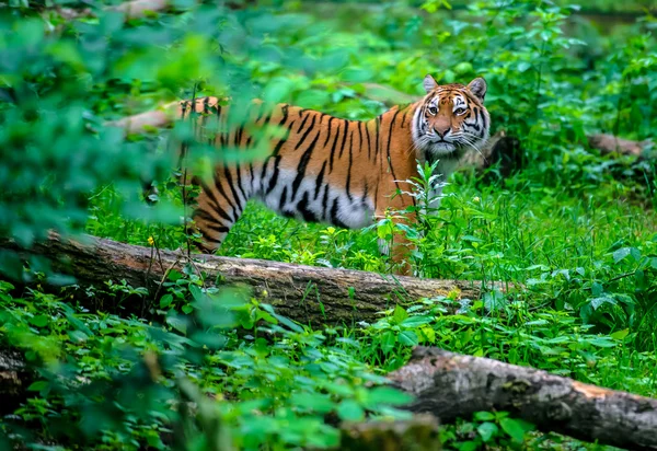 Tiger — Stockfoto