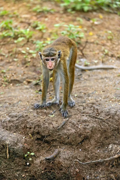 Macaca — Stock Photo, Image