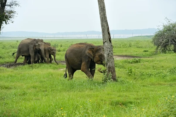 Elefante — Foto Stock