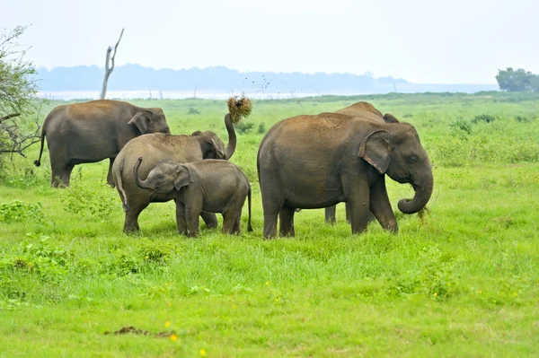 Elefante — Fotografia de Stock