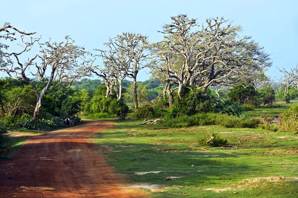 Sri Lanka — Stock Photo, Image