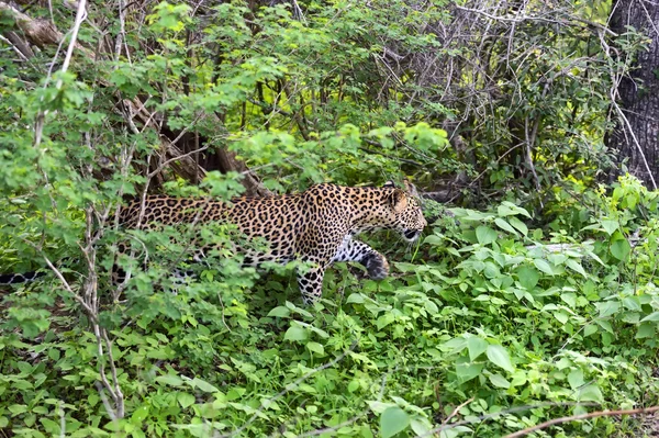 Leopard — Stockfoto