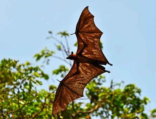 Flying fox — Stock fotografie