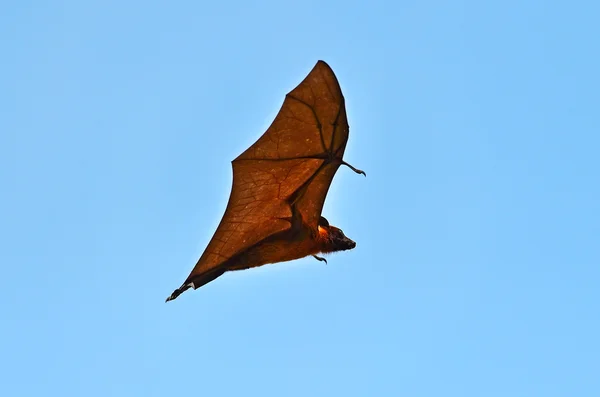 Flying fox — Stock Photo, Image