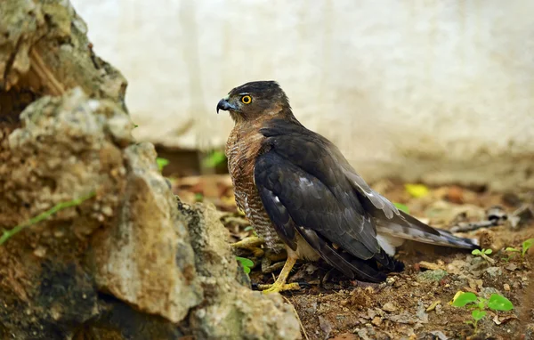 Falcon czubaty — Zdjęcie stockowe