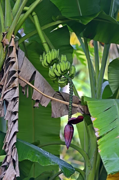 Bananas — Stock Photo, Image