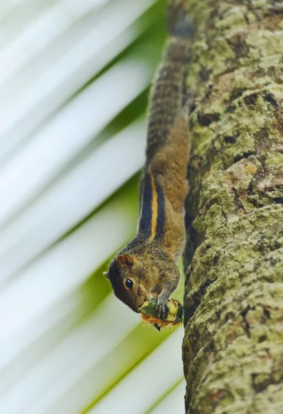 Sri Lanka — Photo