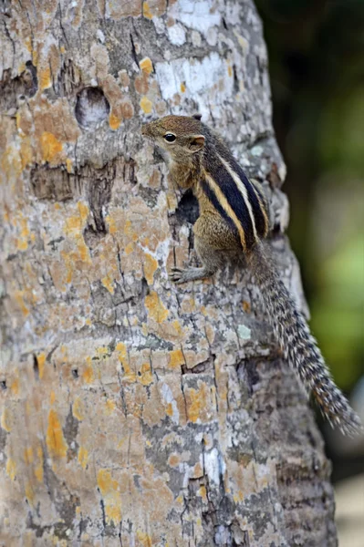 Chipmunk — Stock Photo, Image