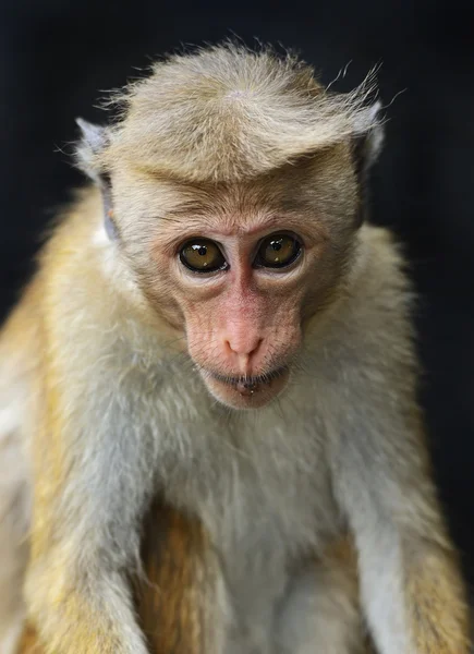 Macaca — Stock Photo, Image