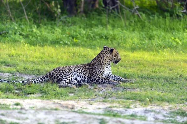 Leopard — Stockfoto