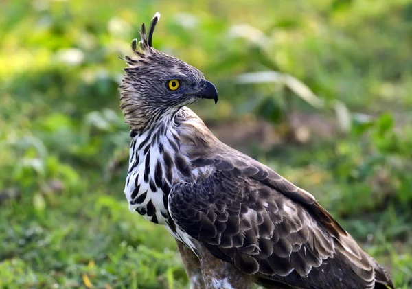 Falcão de crista — Fotografia de Stock