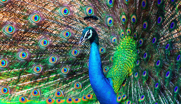 Peacock