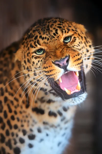 Leopard — Stockfoto