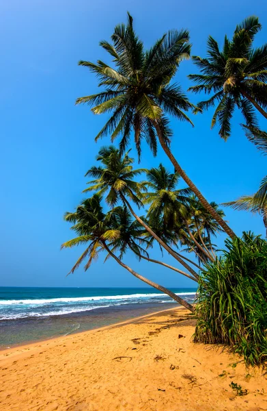 Sri lanka — Stockfoto