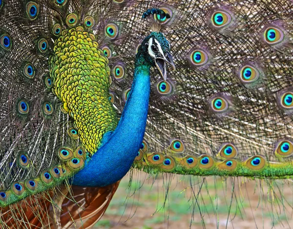 Pfau — Stockfoto