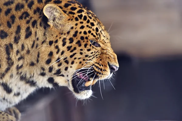 Leopard — Stockfoto