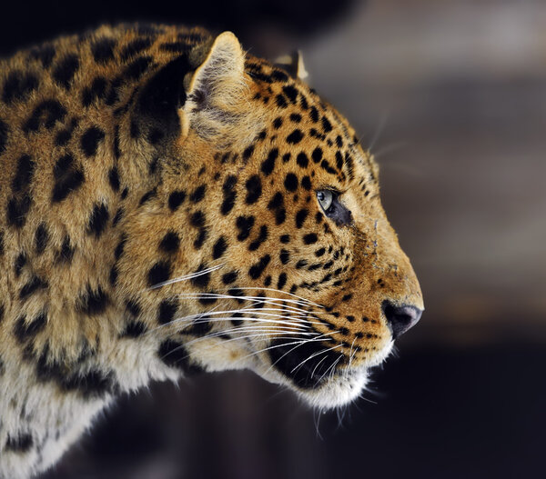 Leopard