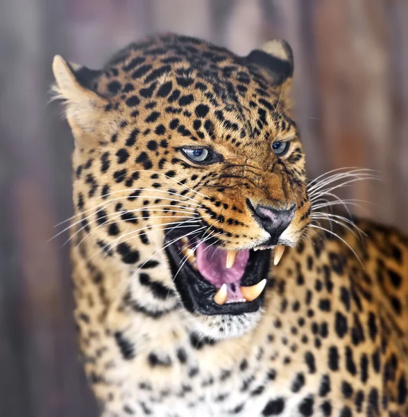 Leopard — Stockfoto