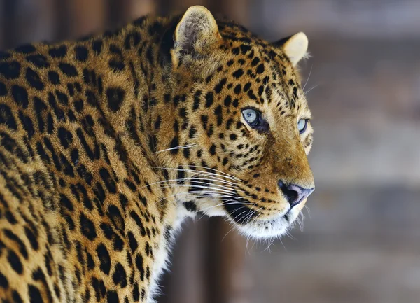 Leopardo — Fotografia de Stock