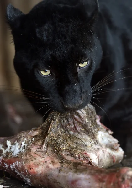 Leopardo — Fotografia de Stock