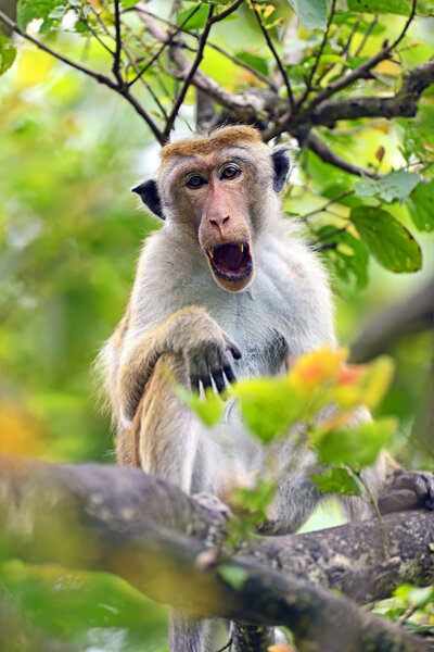 Macaca