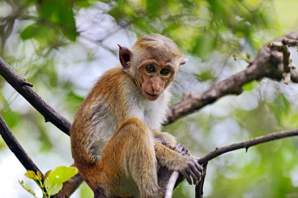 Macaca — Stock Photo, Image