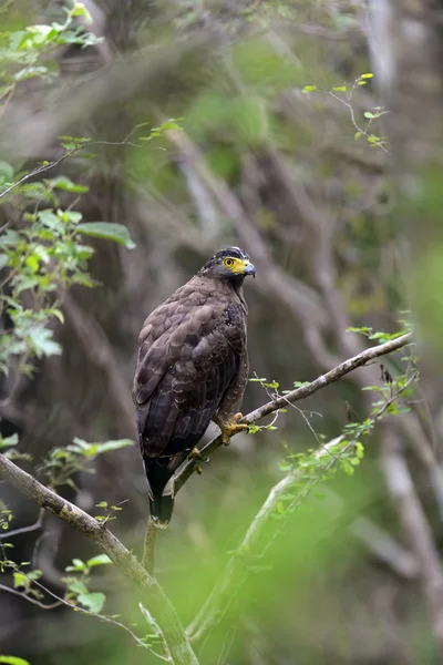 Falcon czubaty — Zdjęcie stockowe