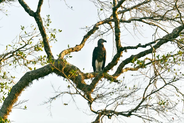 Kartal — Stok fotoğraf