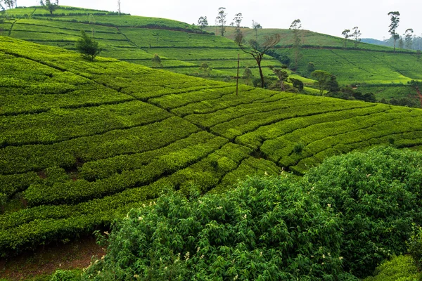 Sri Lanka — Stok fotoğraf