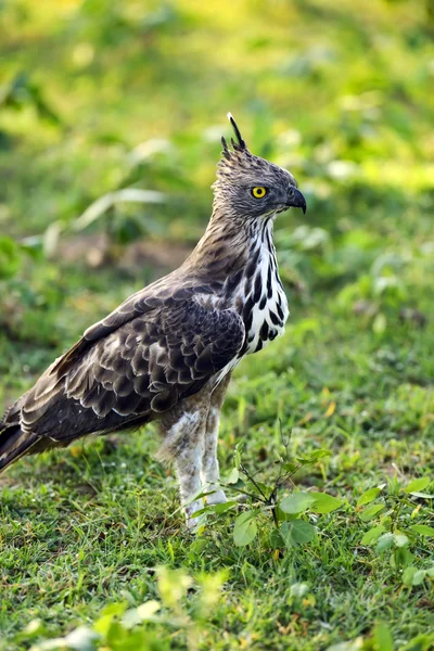 Falcão de crista — Fotografia de Stock