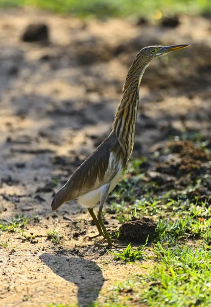 Bittern — Stock Photo, Image