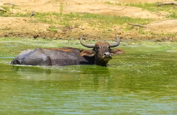 Buffalo — Stock Photo, Image