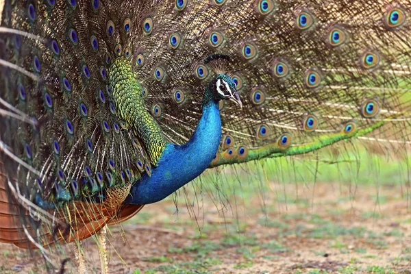 Pfau — Stockfoto