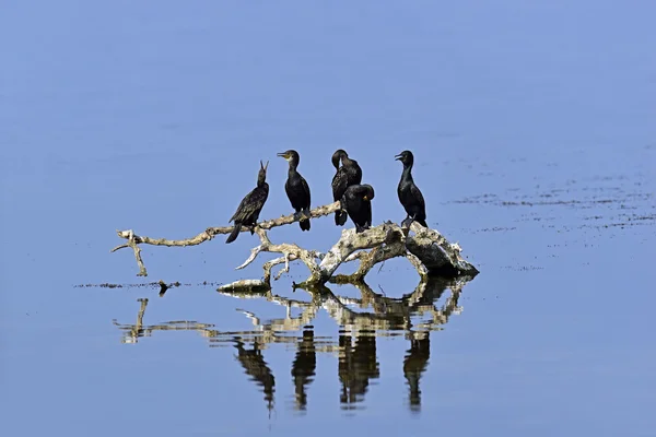 Darter — Stock Photo, Image