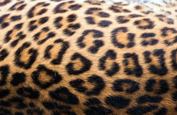 Leopardo — Fotografia de Stock