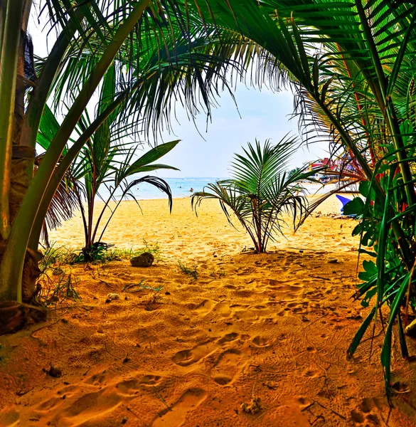 Negombo — Foto Stock