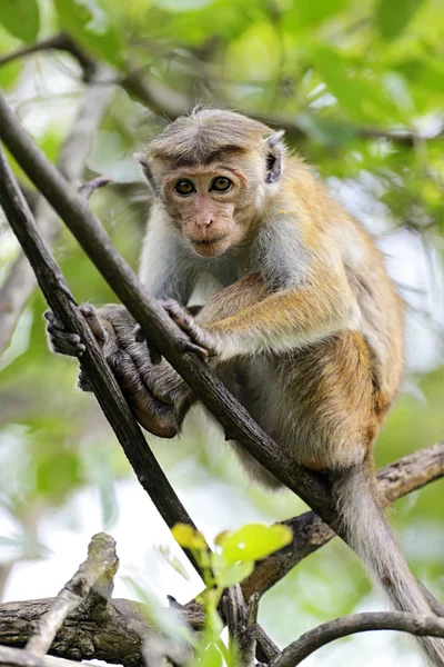 Macaca — Stock Photo, Image