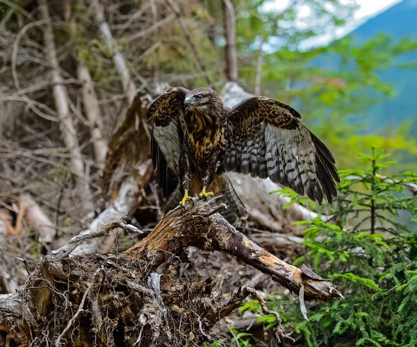 Mäusebussard — Stockfoto