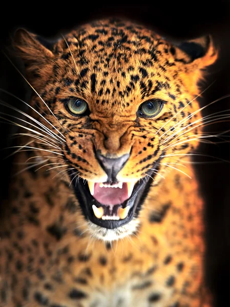 Leopardo — Foto de Stock