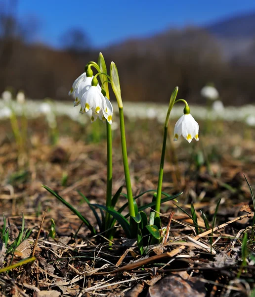 Snowdrops — Stock Photo, Image