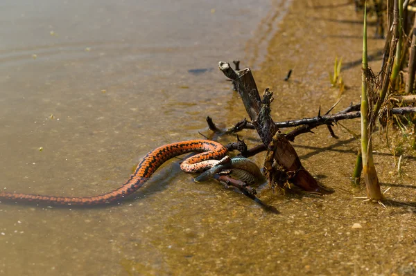 Cobra de água — Fotografia de Stock