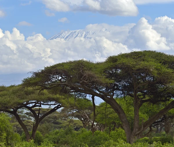 Paisaje de sabana africana Imágenes de stock libres de derechos