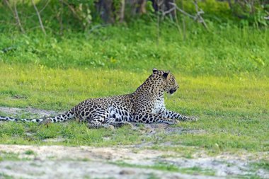 leopar