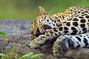 leopar