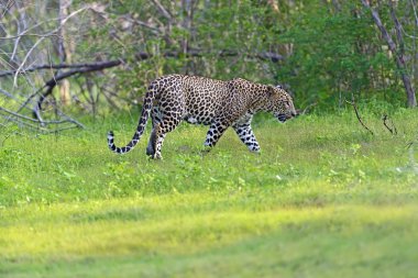 leopar