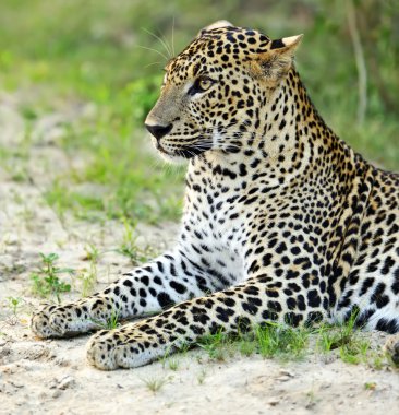 leopar