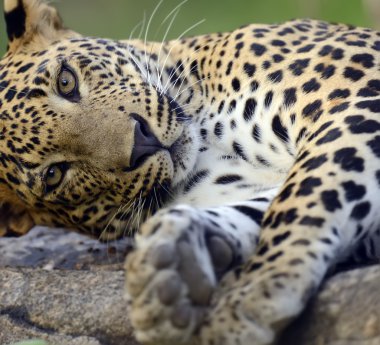 leopar