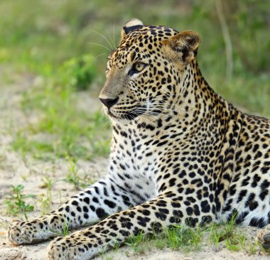 leopar